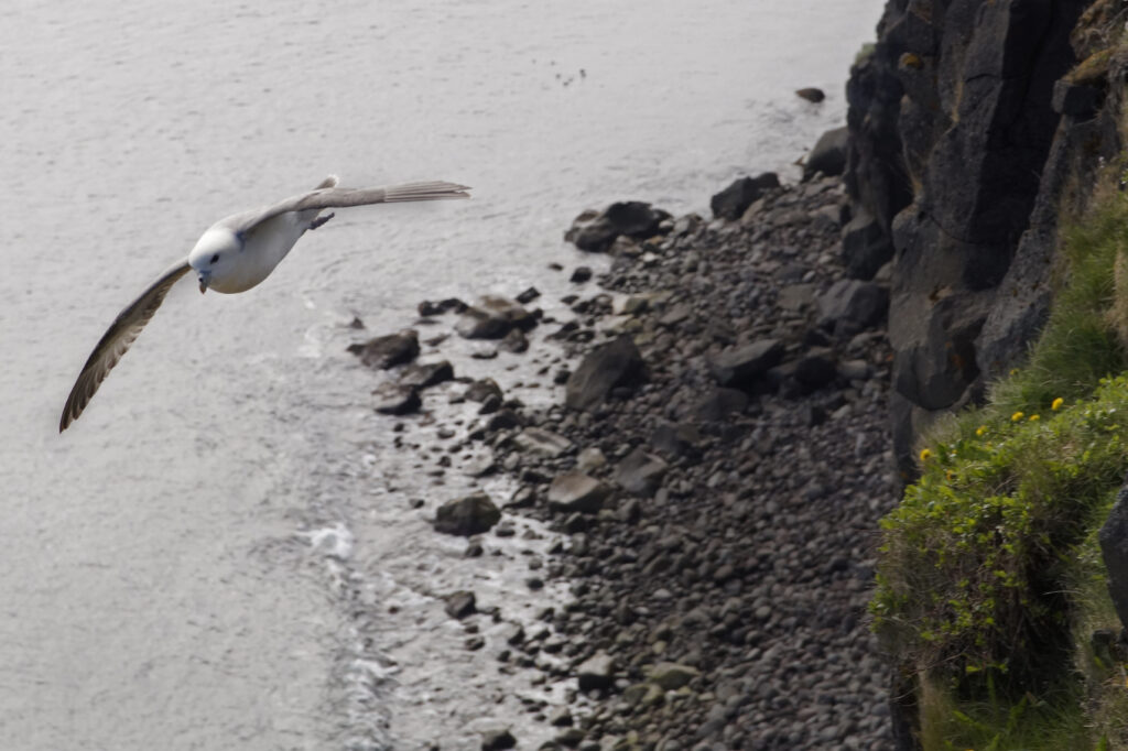 Noordkust IJsland