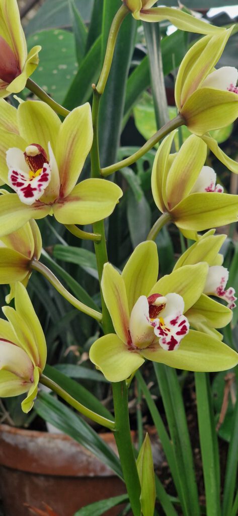 National Botinacal Gardens Dublin